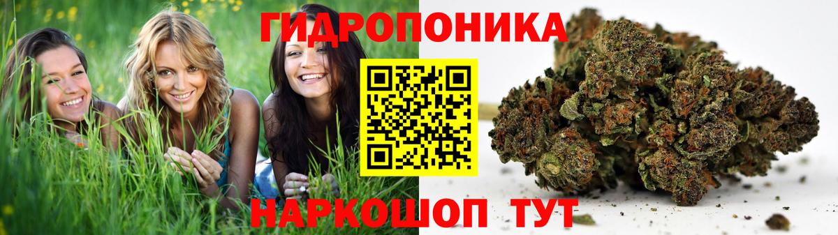 Канабис сатива Ноябрьск